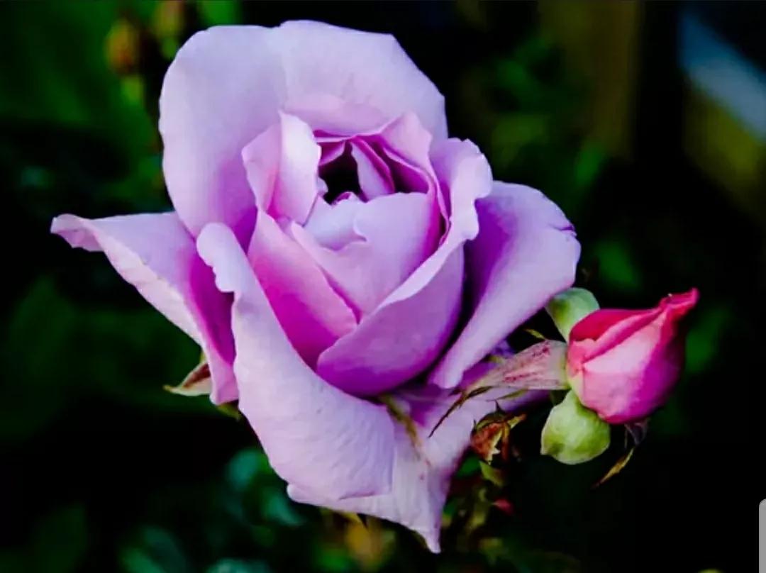 玫瑰花和蔷薇三姐妹,月季玫瑰蔷薇三姐妹的区别