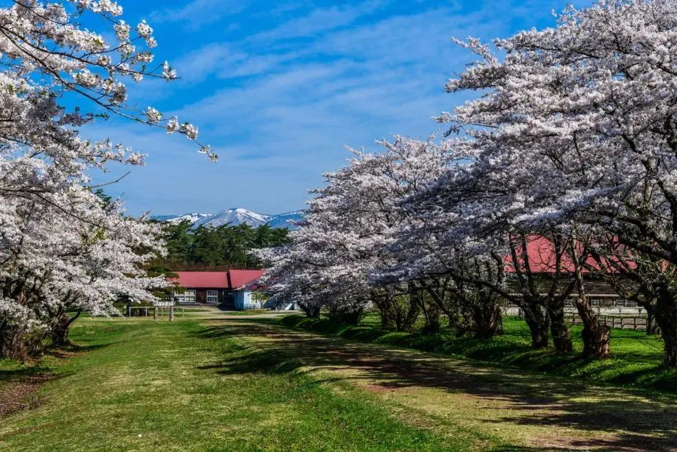 2023日本樱花预计开花的时间,2023年日本樱花总结