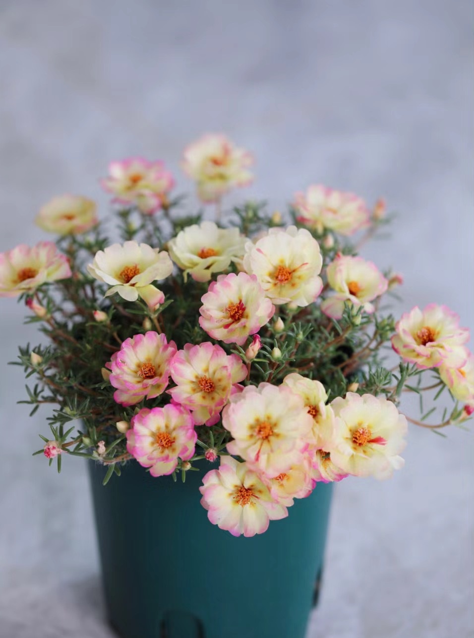 四季开花室内好养的植物太阳花,夏天花期长又好养的花太阳花