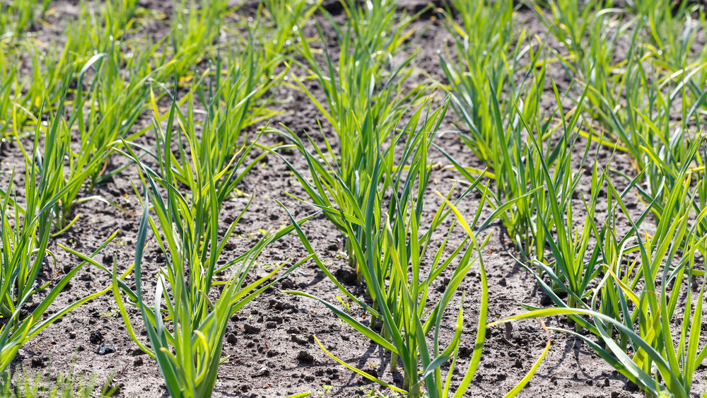 大蒜黄叶怎么防治,大蒜黄叶怎么补救最快方法