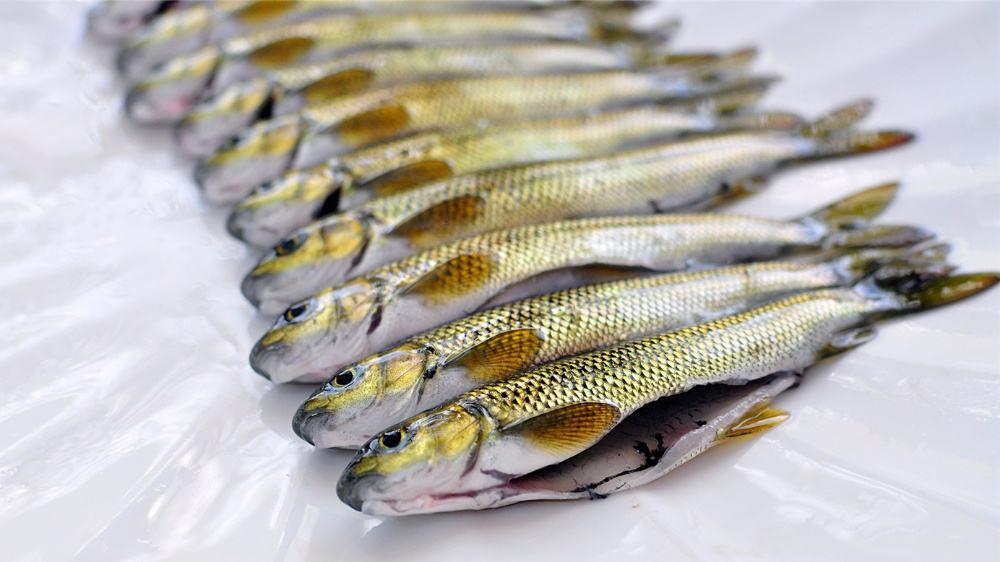 重庆城口鱼贵不贵,三峡特产清江鱼块