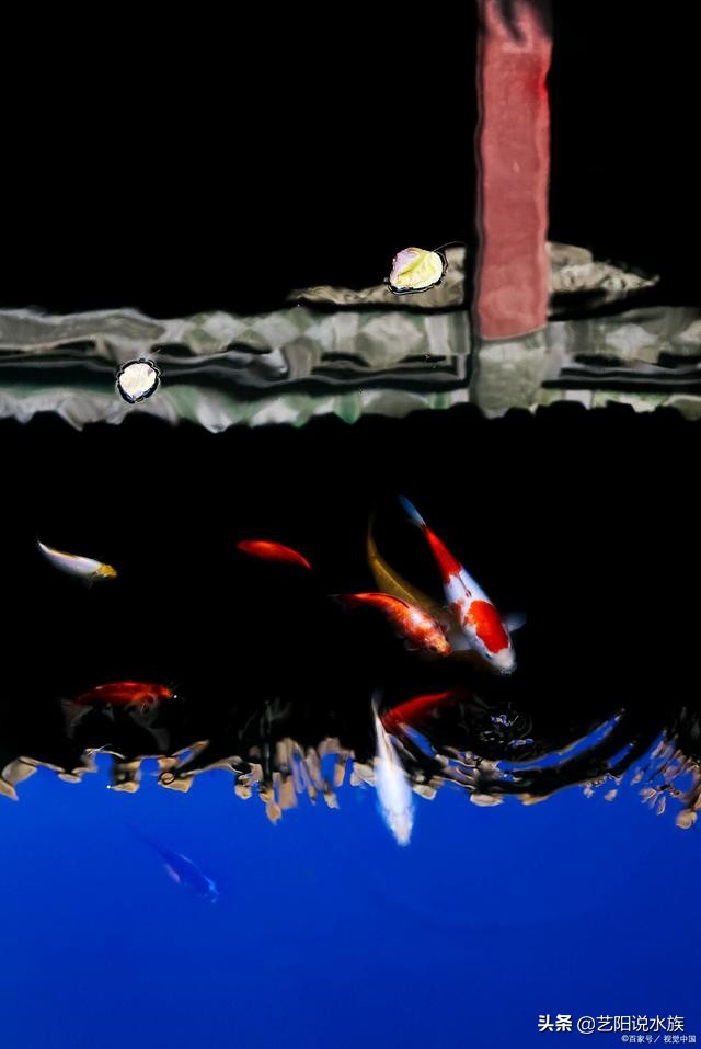 如何养锦鲤需要注意什么,如何饲养好锦鲤视频