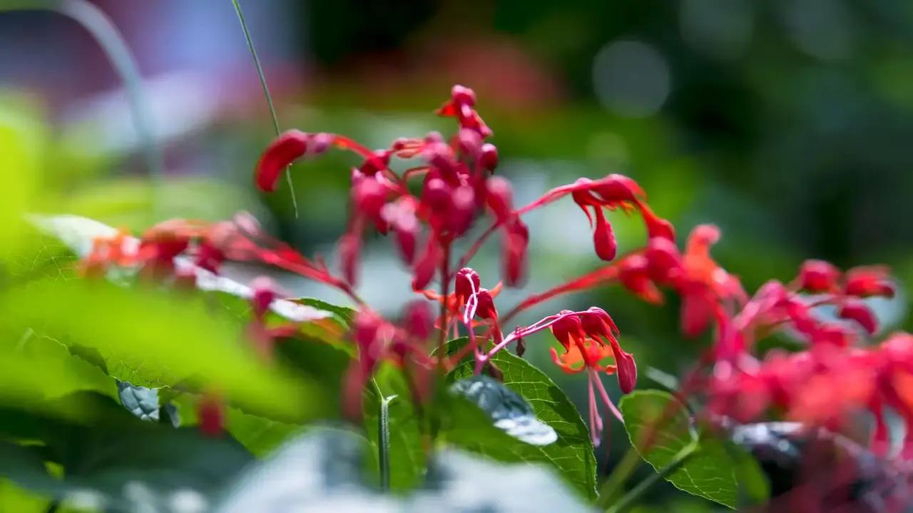 学习广州白话,学习广东话方法