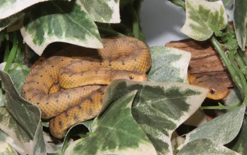 「原来欧洲有这么多种蛇？！」偷师卡塞尔的豢龙大师·下