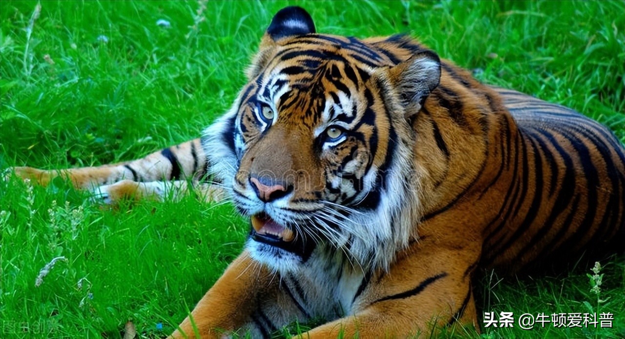 狮子的咬合力排在动物界第几,狮子咬合力最高多少