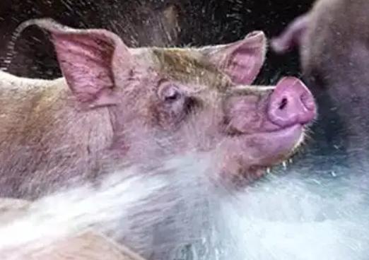 母猪热应激怎么办,母猪热应激发烧总是不退烧