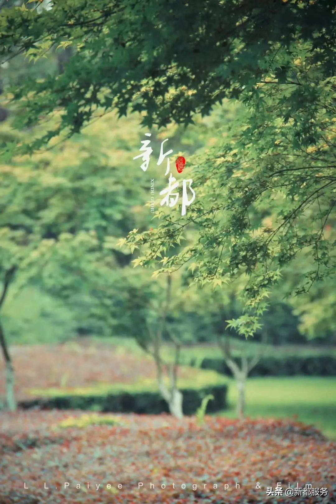 新都是靠什么产业发达的,新都做什么好