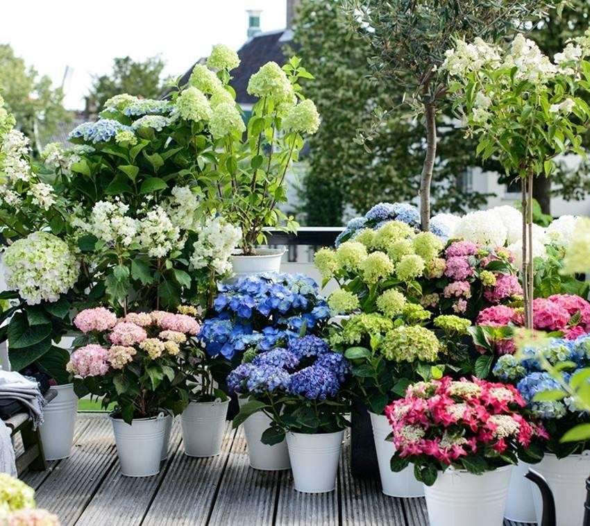 盆栽花卉在哪里买比较好,花卉市场购买盆栽避坑