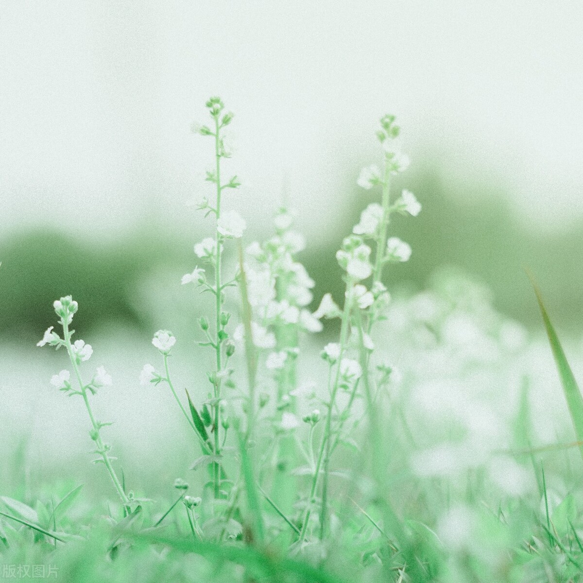 不念过往，只慕余生，愿三餐烟火暖，四季皆安然