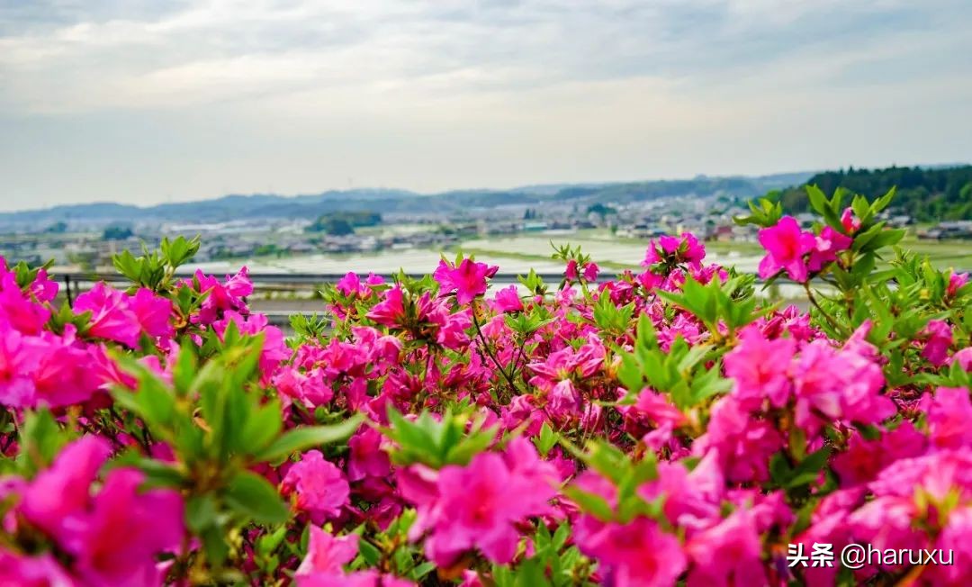 天下厨房滁州,天下厨房大阪