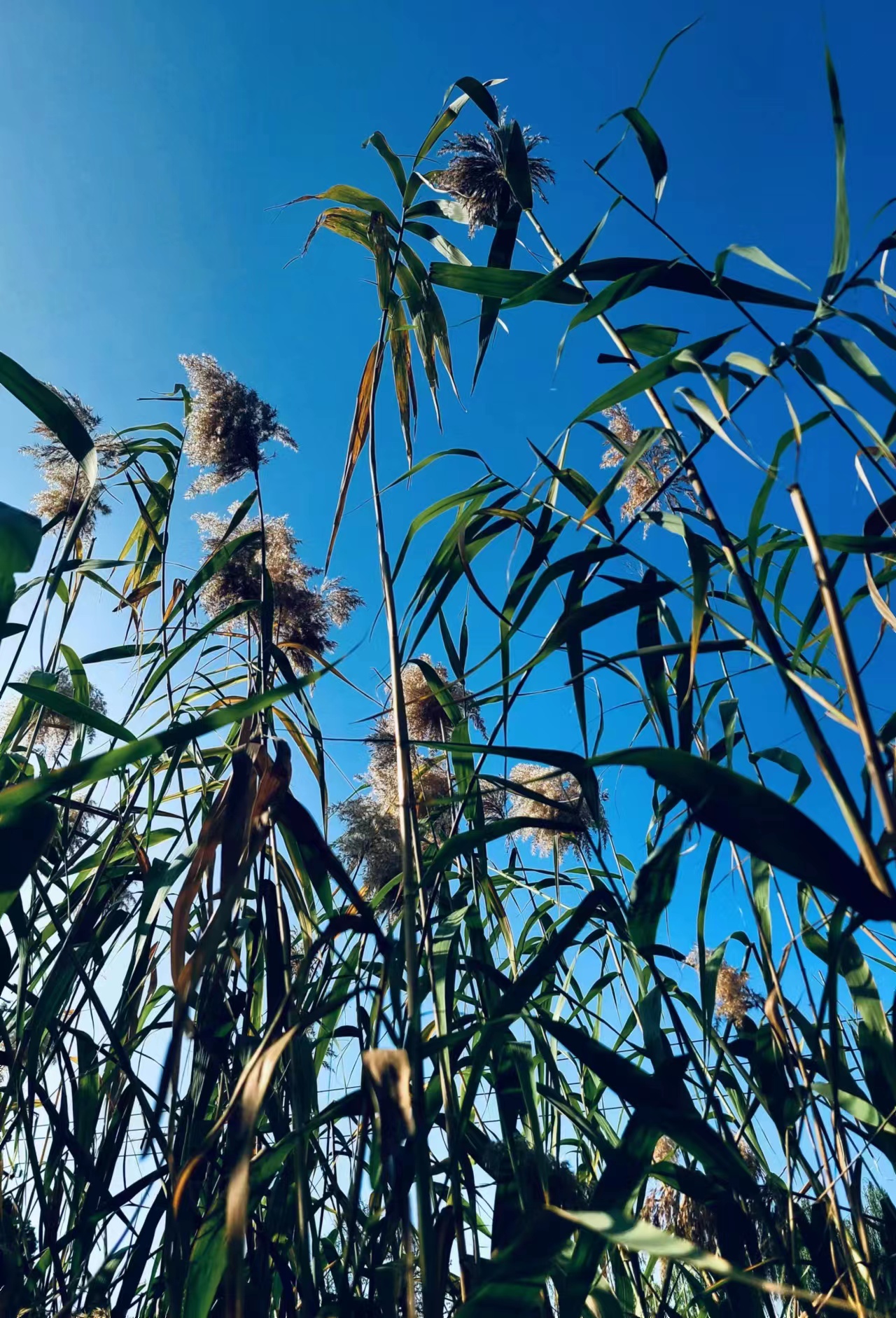 抖音小店与达人带货合作流程,做抖音小店有什么技巧