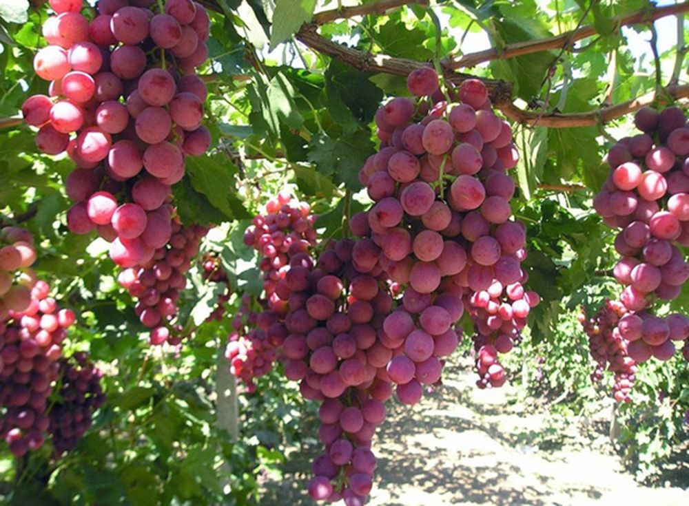 甘肃的什么地方的水果最好吃,甘肃的特色水果是什么