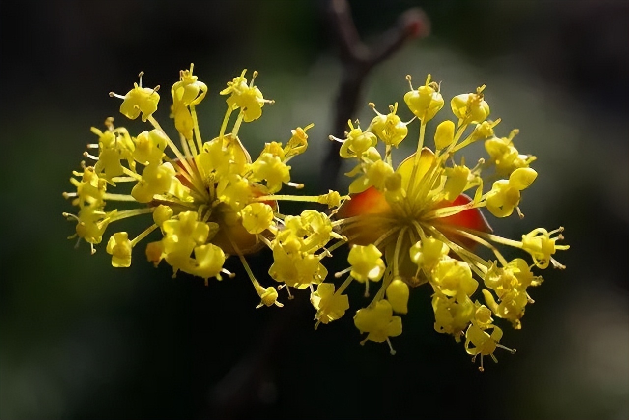 150种常见药用植物大全,150余种常见药用植物花期组图