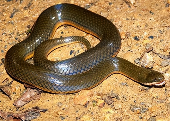 真正的丛林美食有哪些,硬核知识大全100个