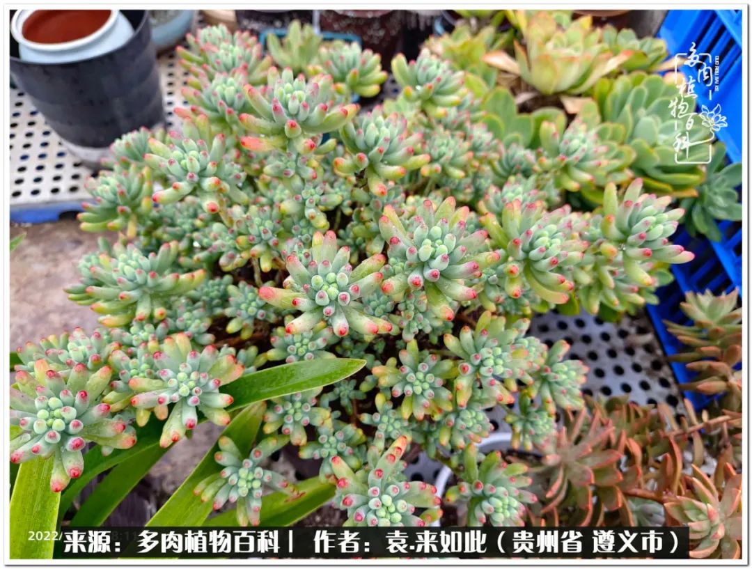 多肉和鲜花并存更养眼,最养眼的多肉品种