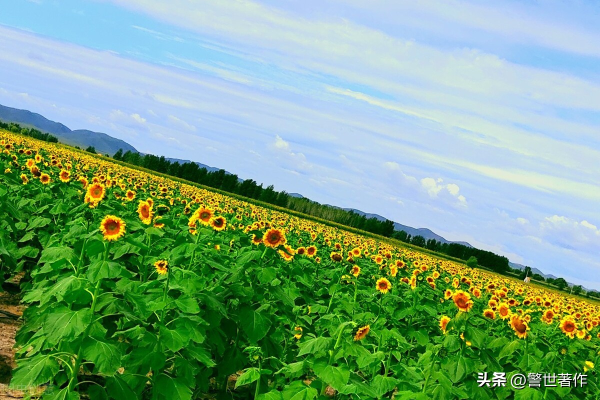 七律山水情怀诗,青山绿水美景如画七律诗