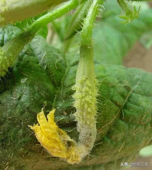 黄瓜萎蔫的原因及防治方法,黄瓜幼苗叶子萎缩怎么解决