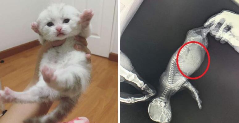 奶猫腹部稍硬就是要排便,奶猫体检