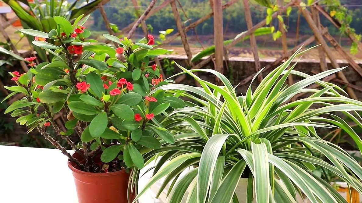 4种天气愈热生长愈快的花草，地栽种植很容易泛滥，种植要谨慎