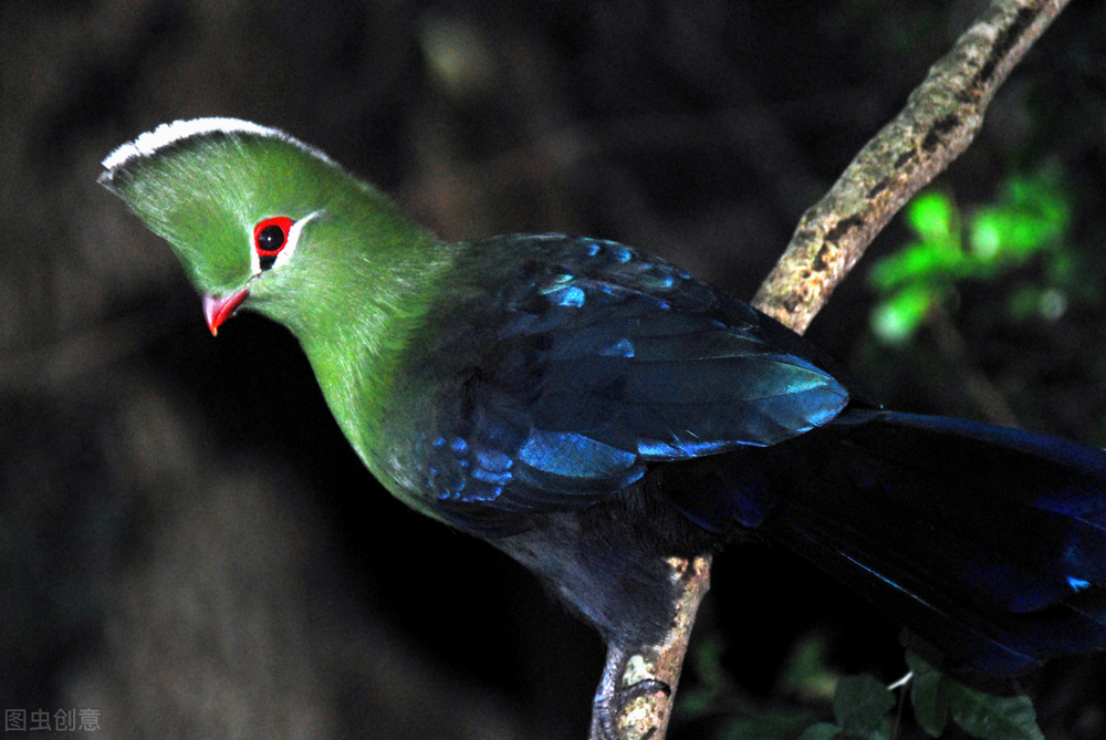 最美罕见的小鸟,全世界最罕见的小鸟