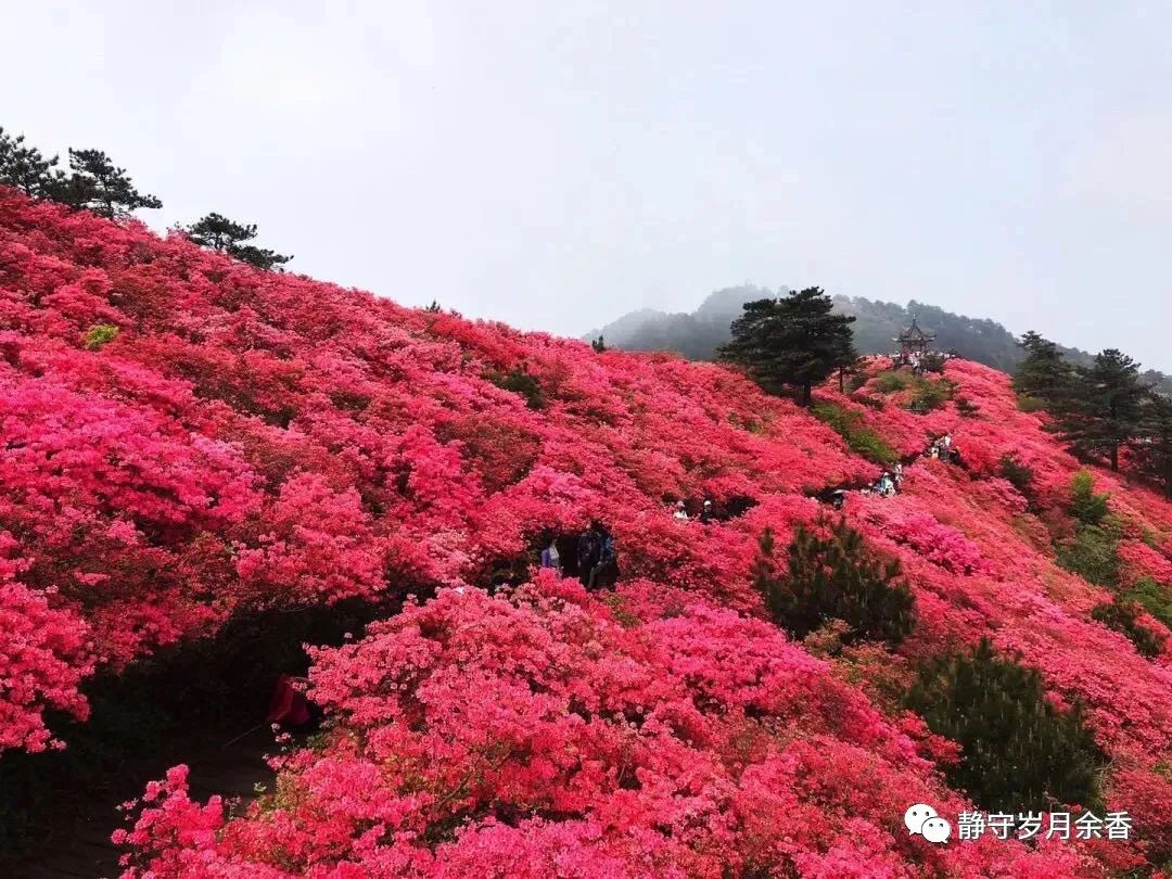 樱子视频大全,樱子挖野菜