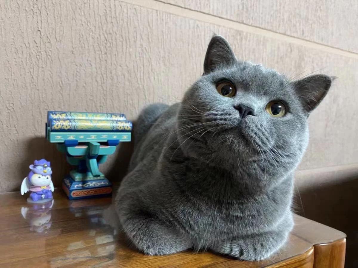 猫不吃猫粮是不是该换猫粮了,猫突然不吃猫粮了怎么回事