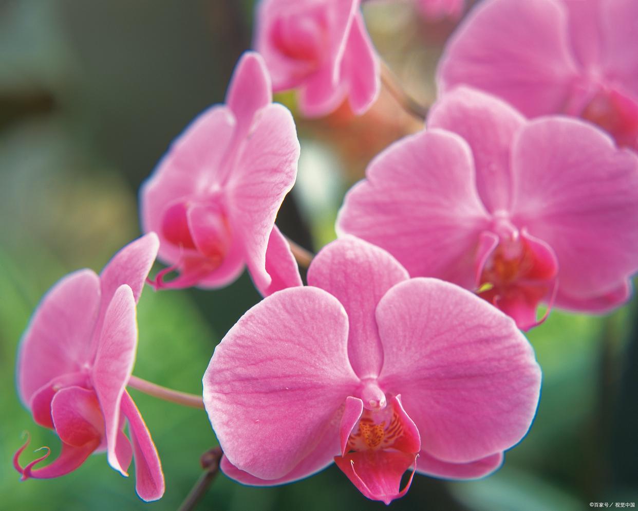 蝴蝶兰的花苞枯萎怎么解决,蝴蝶兰开花后茎干枯怎么回事