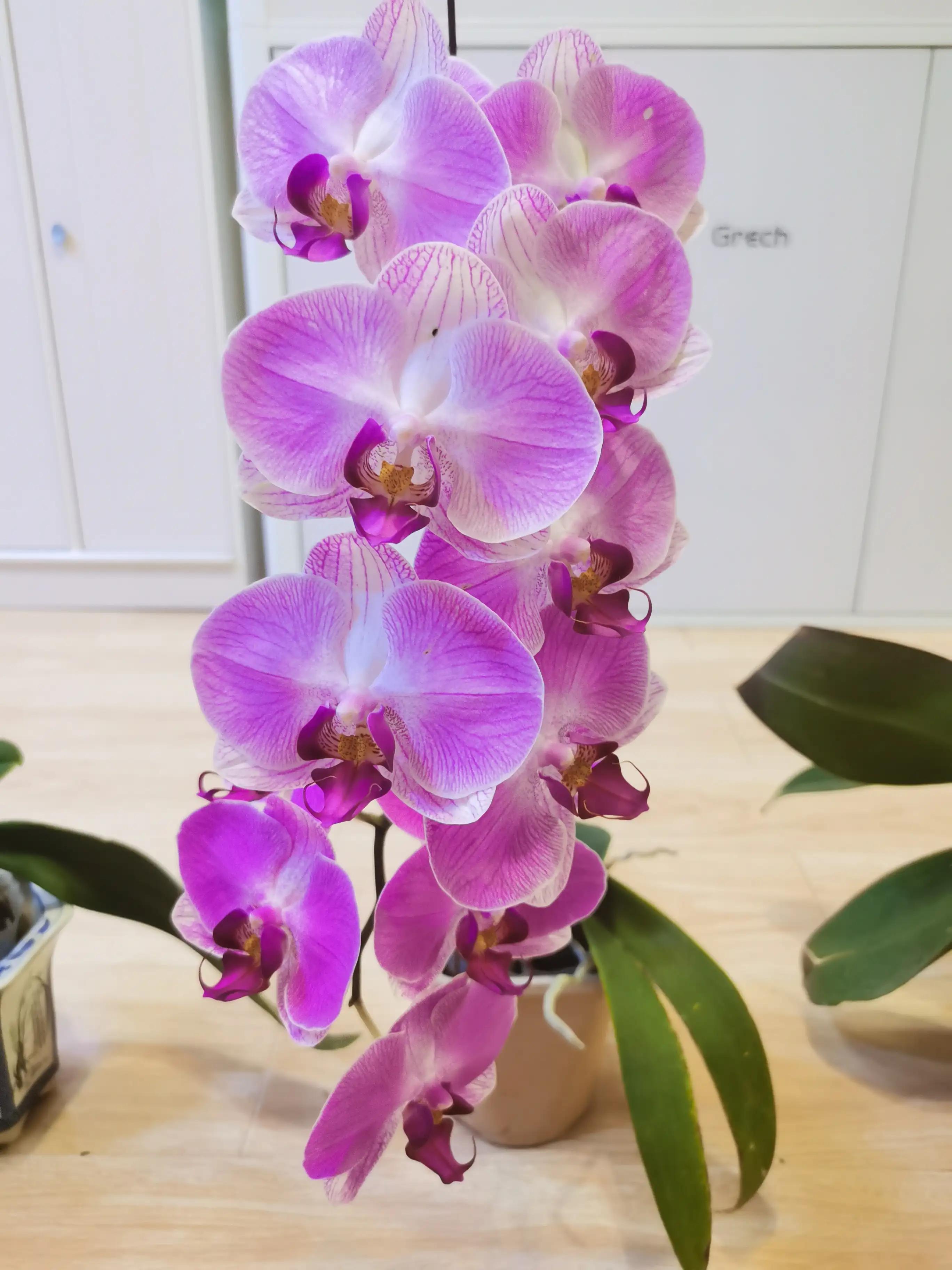 粉黛佳人水仙,紫水仙图片大全