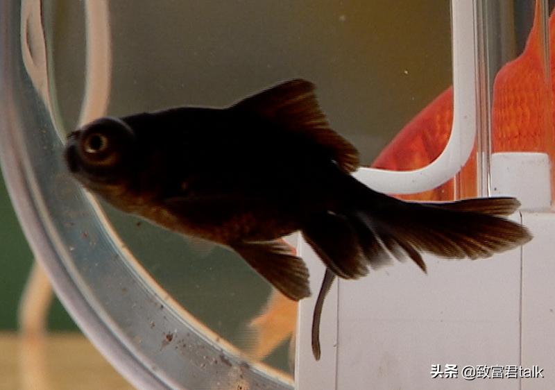 别转发锦鲤了转运秘诀在这里,锦鲤转运转发