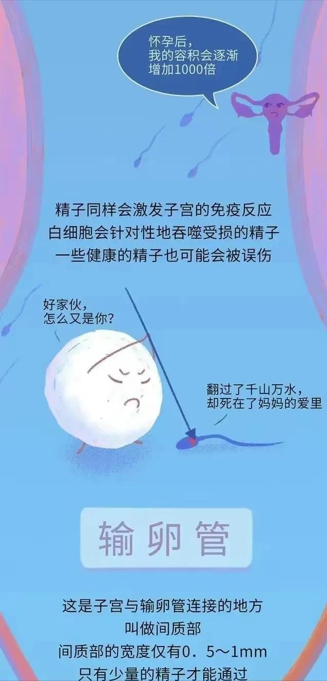 精子在人体24小时经历了什么,精子在人体24个小时都经历了什么