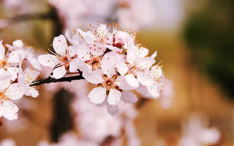 被蜂蛰伤,蜂蜇伤住院病历