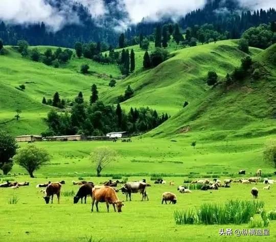 雄鹰展翅阿根廷世界杯,雄鹰vs阿根廷