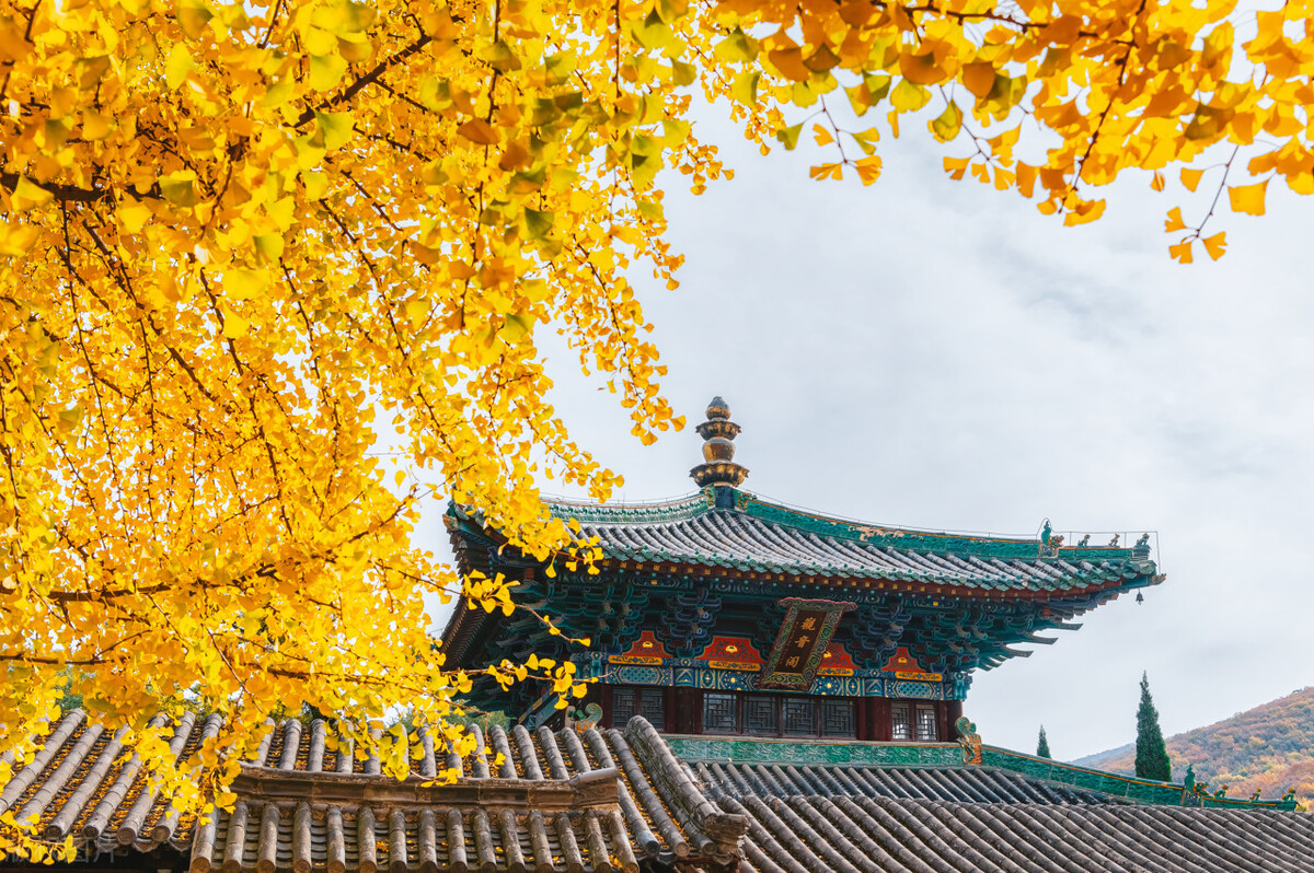 支气管炎咳嗽白痰中医经方,治黄痰咳嗽经方