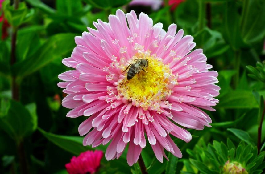 每日一花三十一天,每日一花团购