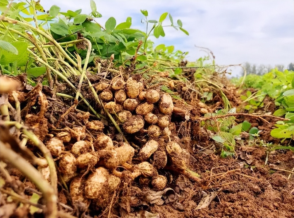 鑺辩敓鍩哄洜绐佸彉,鑺辩敓鎶楁棻鍩哄洜