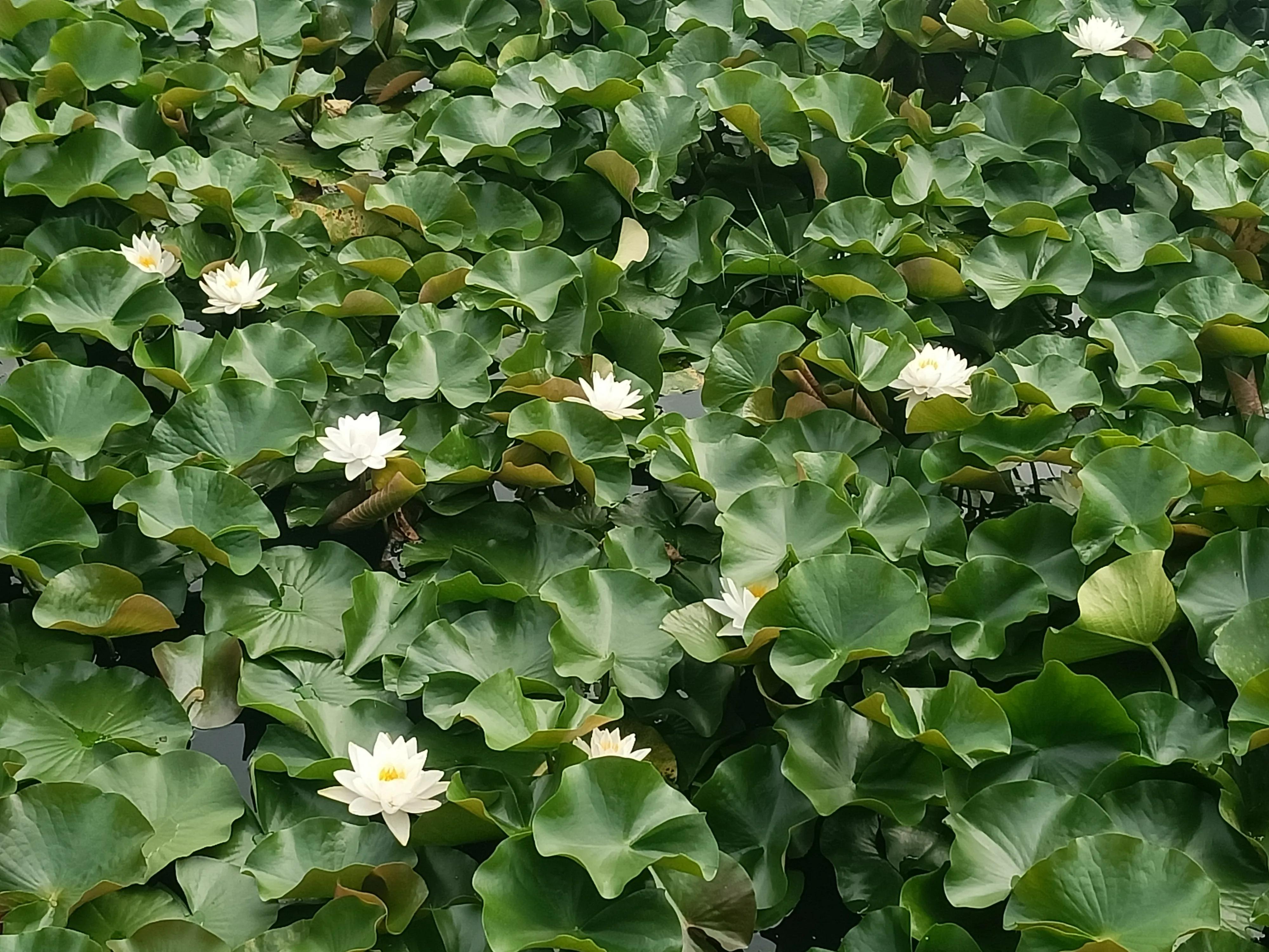 滕州微山湖红荷湿地公园一日游,滕州红荷湿地和微山湖湿地公园