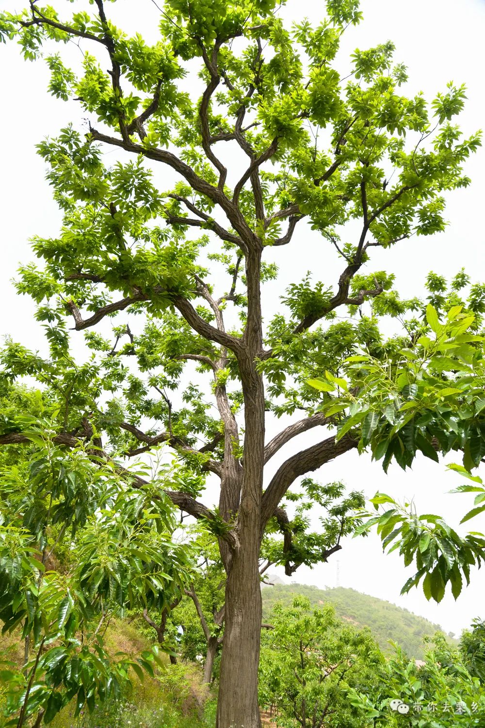 迁西板栗全球认养,迁西县板栗树