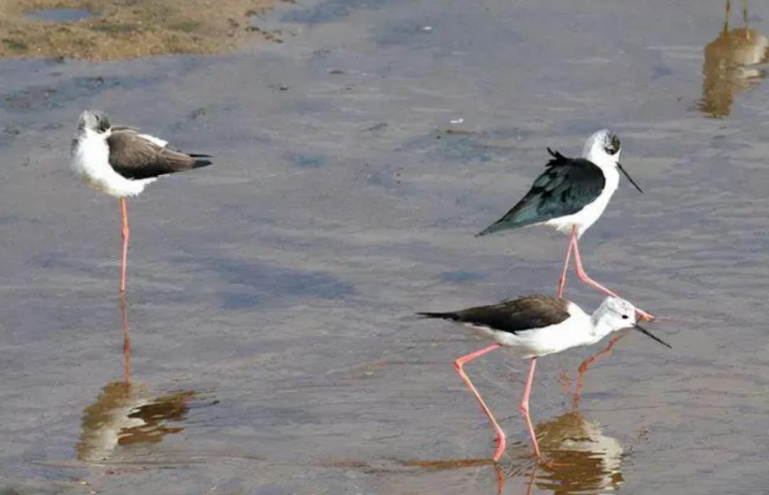 库布齐沙漠什么时候形成的,库布齐沙漠出现冰河
