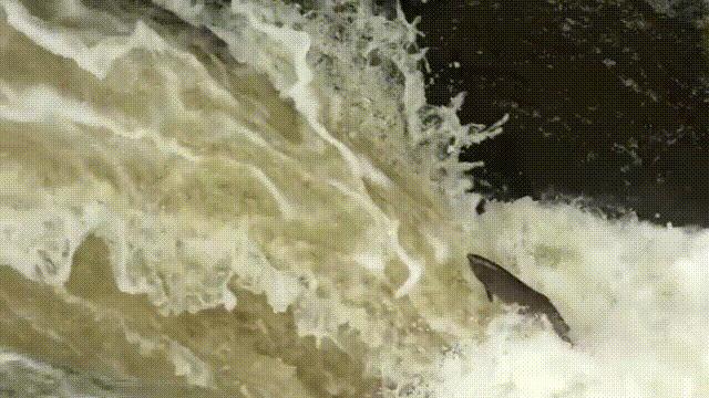 国内的假三文鱼是什么鱼,哪种才是真正的三文鱼