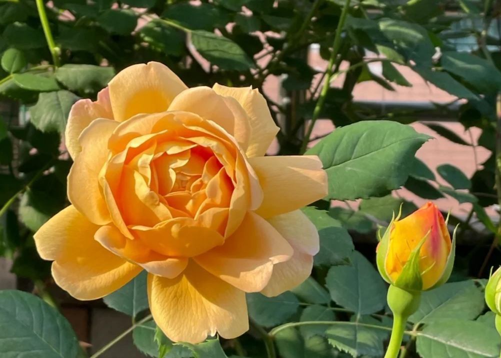 光照不足也能猛开花的藤本月季,抗病好养勤花的藤本月季品种