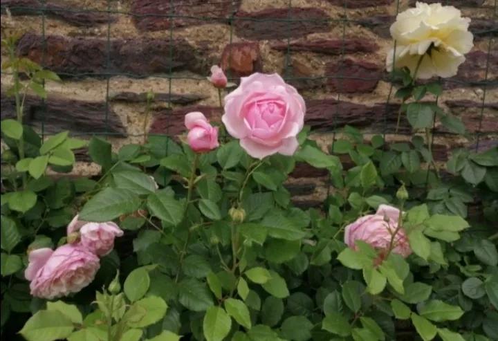 法国玫瑰花园,法国玫瑰花香沐浴露正品