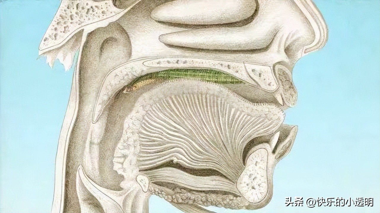 蚂蟥用活的吸血有什么危害,蚂蟥吃到肚子里有什么危险