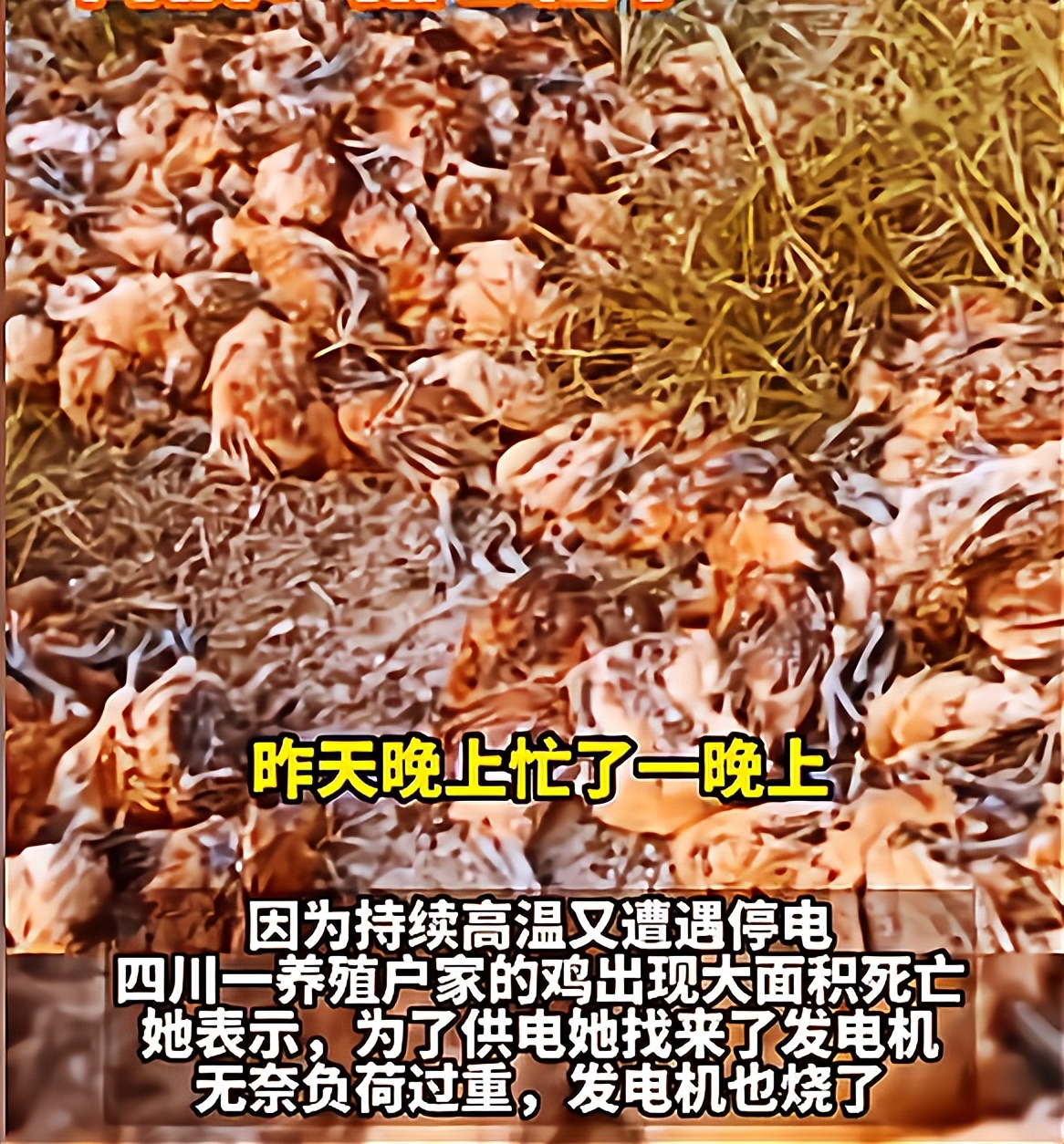 高温停电养殖户鸡被热死视频,高温养鸡场死鸡现场