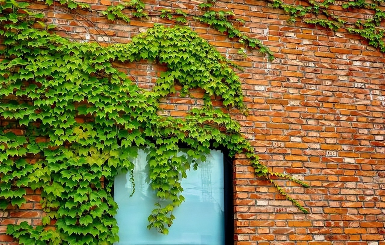 什么能阻止爬山虎生长,爬山虎是不是外来入侵物种