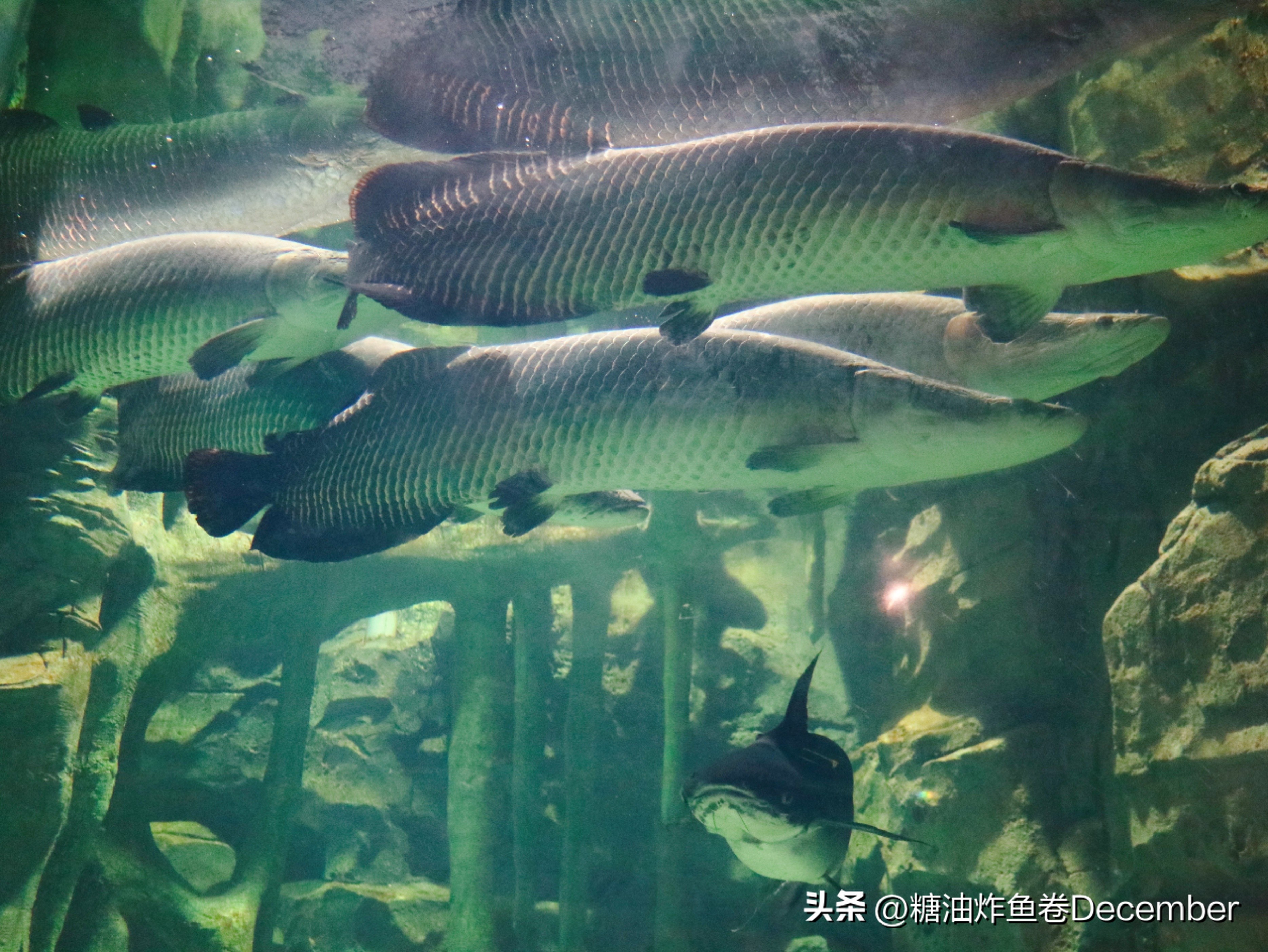 龙谷湾恐龙乐园扶绥攻略,扶绥龙谷湾恐龙公园游玩一天够吗