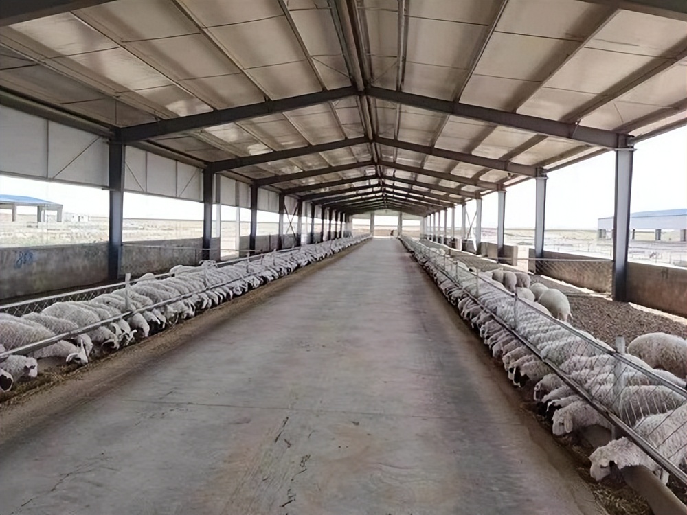 宁夏盐池县的盐池滩羊,宁夏盐池县滩羊之乡