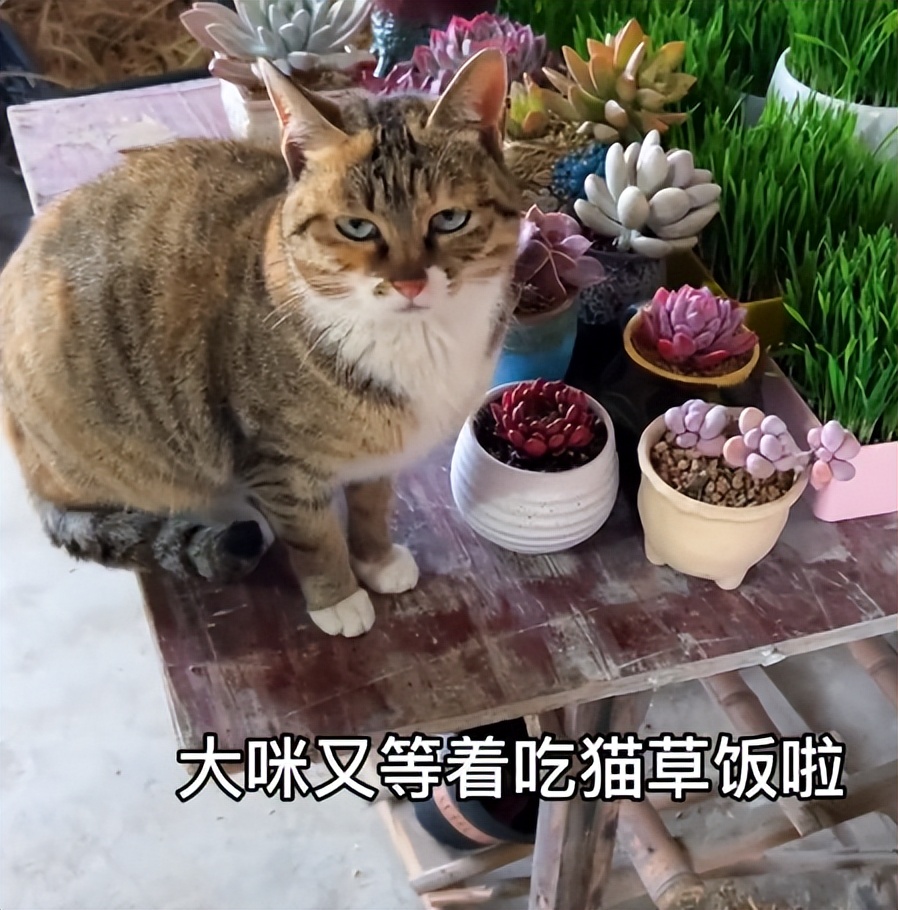 最聪明的猫大咪抖音号,挑战全网最通人性的小猫咪