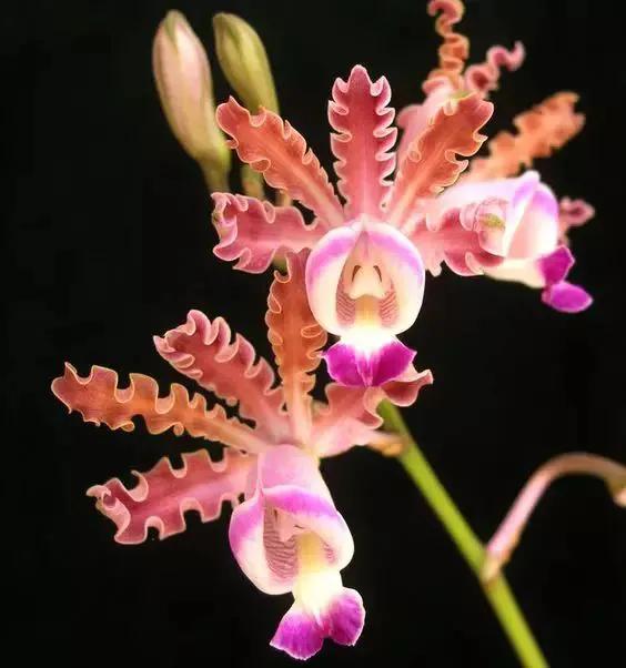 十种最有名的兰花图片,最美的100种兰花图片