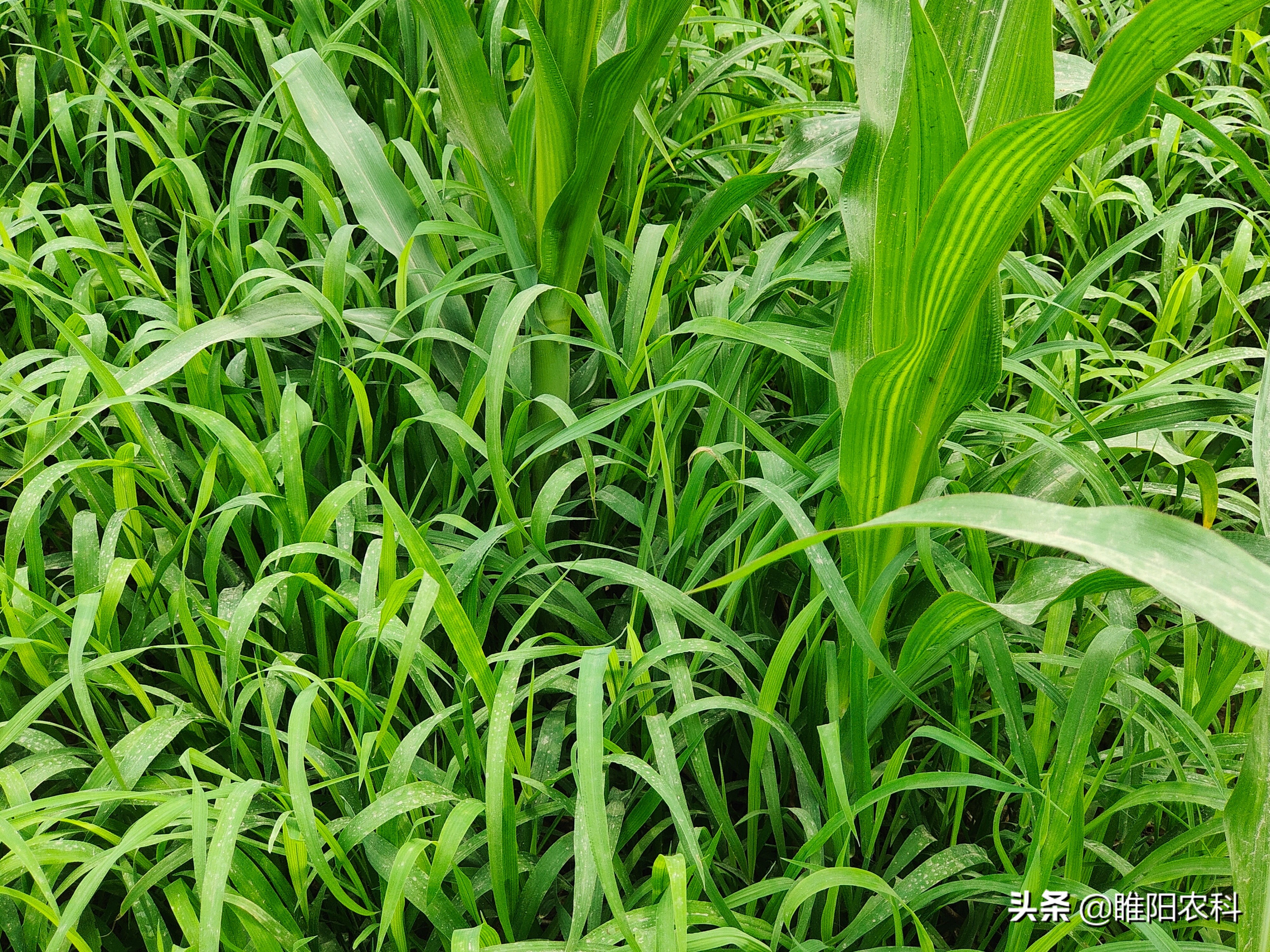 玉米地除草用什么除草剂呢,玉米除草用什么除草剂最好