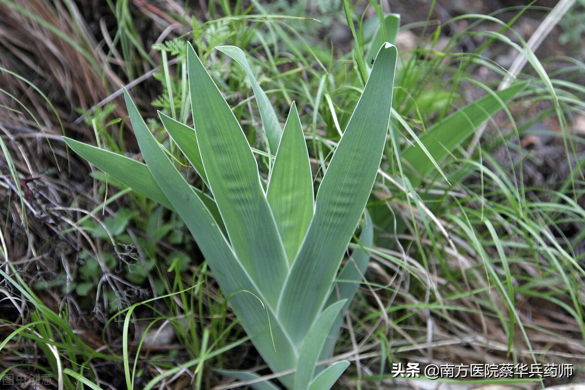 止咳化痰的一种花,止咳化痰的黄色花